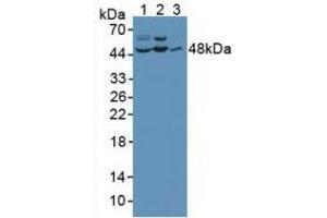 Western blot analysis of (1) Human HeLa cells, (2) Human Jurkat Cells and (3) Human PC-3 Cells. (JNK Antikörper  (AA 145-419))