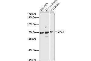 Western blot analysis of extracts of various cell lines, using GPC1 antibody (ABIN6127988, ABIN6141301, ABIN6141302 and ABIN6216848) at 1:3000 dilution. (GPC1 Antikörper  (AA 290-420))