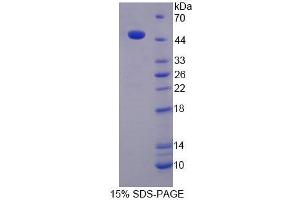 SDS-PAGE (SDS) image for Kininogen 1 (KNG1) (AA 19-380) protein (His tag) (ABIN4988648) (KNG1 Protein (AA 19-380) (His tag))