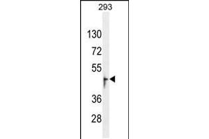 Western blot analysis in 293 cell line lysates (35ug/lane). (OR13J1 Antikörper  (C-Term))