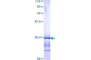 M6PR Protein (AA 211-277) (GST tag)