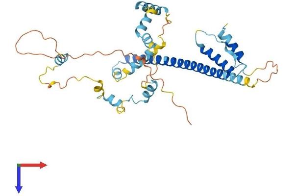 FEZ2 Protein (AA 1-353) (His tag)