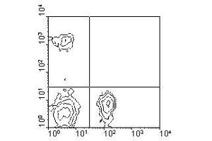 Image no. 1 for anti-CD4 (CD4) antibody (PE) (ABIN135503) (CD4 Antikörper  (PE))