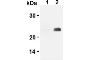 Western Blotting (WB) image for anti-CD3 (CD3) antibody (ABIN567797)