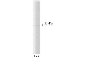 Western blot analysis of Cdk4 on a RSV-3T3 lysate. (CDK4 Antikörper  (AA 1-303))