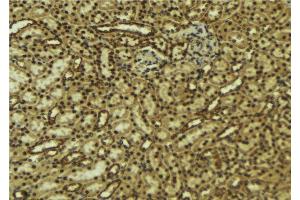 ABIN6277067 at 1/100 staining Mouse kidney tissue by IHC-P.