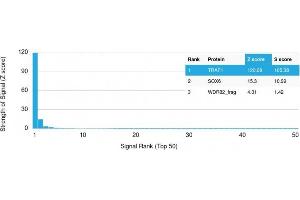 Analysis of Protein Array containing more than 19,000 full-length human proteins using TRAF1 Mouse Monoclonal Antibody (TRAF1/2770) Z- and S- Score: The Z-score represents the strength of a signal that a monoclonal antibody (Monoclonal Antibody) (in combination with a fluorescently-tagged anti-IgG secondary antibody) produces when binding to a particular protein on the HuProtTM array. (TRAF1 Antikörper  (AA 73-219))