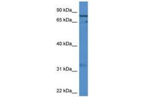 Image no. 1 for anti-G Elongation Factor, Mitochondrial 2 (GFM2) (AA 435-484) antibody (ABIN6746849) (GFM2 Antikörper  (AA 435-484))