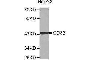 Western blot analysis of extracts of HepG2 cell line, using CD8B antibody. (CD8B Antikörper  (AA 22-170))