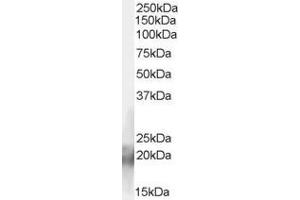 ABIN185618 (2µg/ml) staining of Human Muscle lysate (35µg protein in RIPA buffer).