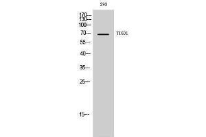 Western Blotting (WB) image for anti-Tigger Transposable Element Derived 1 (TIGD1) (Internal Region) antibody (ABIN3187265)