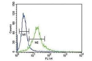 Ku70 antibody flow cytometric analysis of 293 cells (green) compared to a negative control (blue). (XRCC6 Antikörper  (AA 432-461))
