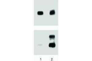 A431 (ATCC CRL-1555) cells were either left untreated (lane 1) or treated (lane 2) with 100 ng/ml EGF for 5 minutes at 37°C. (ERK1/2 Antikörper  (pThr202))