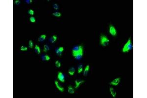 Immunofluorescence (IF) image for anti-Flotillin 1 (FLOT1) (AA 169-251) antibody (ABIN7152965)