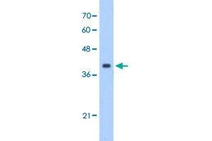 Western Blot analysis of HepG2 cell lysate with EIF3M polyclonal antibody  at 1 ug/mL working concentration. (Eukaryotic Translation Initiation Factor 3, Subunit M (EIF3M) (N-Term) Antikörper)