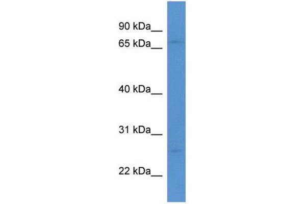 MRO Antikörper  (C-Term)