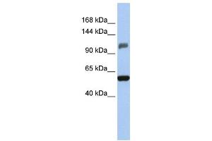 Western Blotting (WB) image for anti-Zinc Finger and SCAN Domain Containing 20 (ZSCAN20) antibody (ABIN2458031) (ZSCAN20 Antikörper)