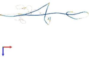 Cingulin (CGN) (AA 1-1191) protein (His tag)