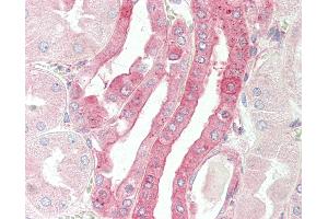 Anti-CELF3 antibody IHC staining of human kidney. (CELF3 Antikörper  (AA 3-32))