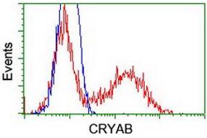 Image no. 4 for anti-Crystallin, alpha B (CRYAB) antibody (ABIN1497644) (CRYAB Antikörper)