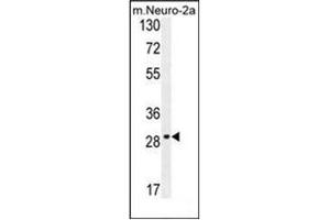 Western blot analysis of OR9Q1 Antibody (C-term) in mouse Neuro-2a cell line lysates (35ug/lane).