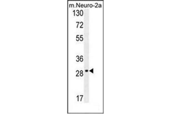 OR9Q1 Antikörper  (C-Term)
