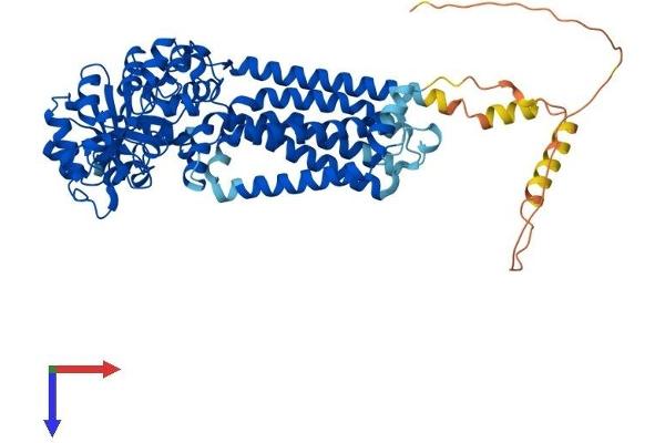 GDPD5 Protein (AA 1-605) (His tag)