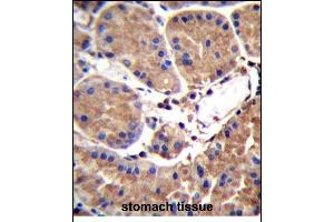 SL1 Antibody (C-term) (ABIN656721 and ABIN2845948) immunohistochemistry analysis in formalin fixed and paraffin embedded human stomach tissue followed by peroxidase conjugation of the secondary antibody and DAB staining. (SAAL1 Antikörper  (C-Term))