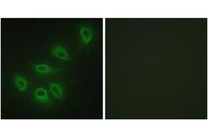 Immunofluorescence (IF) image for anti-Nitric Oxide Synthase 3 (Endothelial Cell) (NOS3) (AA 1145-1194) antibody (ABIN2888911) (ENOS Antikörper  (AA 1145-1194))