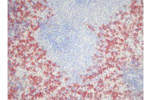 Image no. 3 for anti-Macrophages antibody (ABIN481694) (Macrophages Antikörper)