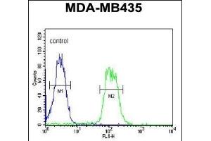 ATHL1 Antibody (C-term) (ABIN1881084 and ABIN2840111) flow cytometric analysis of MDA-M cells (right histogram) compared to a negative control cell (left histogram). (ATHL1 Antikörper  (C-Term))