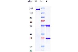 Anti-NKG2A / CD159a Reference Antibody (monalizumab) on SDS-PAGE under reducing (R) condition. (Rekombinanter NKG2A (Monalizumab Biosimilar) Antikörper)