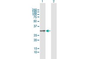 Western Blotting (WB) image for anti-Tumor Necrosis Factor (Ligand) Superfamily, Member 4 (TNFSF4) (AA 1-183) antibody (ABIN948602)