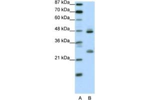 Western Blotting (WB) image for anti-Kruppel-Like Factor 6 (KLF6) antibody (ABIN2461181)