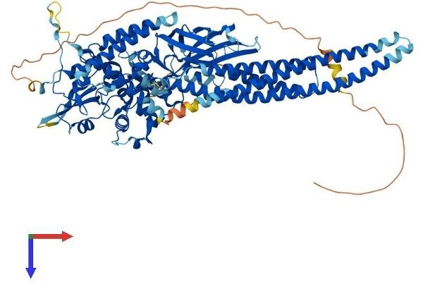 STAT5A Protein (AA 1-793) (His tag)