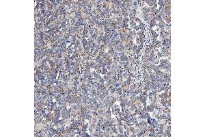IHC analysis of SFXN5 using anti-SFXN5 antibody (ABIN7601388). (Sideroflexin 5 Antikörper  (AA 34-340))