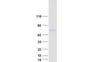 Western Blotting (WB) image for Serine/threonine-Protein Kinase NIM1 (NIM1) protein (Myc-DYKDDDDK Tag) (ABIN2727309)