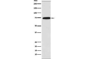 Western blot analysis of Cytochrome P450 Reductase expression in A431 cell lysate.