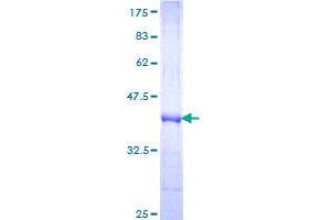 FZD3 Protein (AA 55-157) (GST tag)