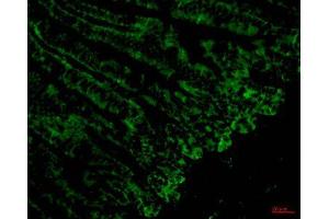 Immunofluorescence (IF) analysis of paraffin-embedded Mouse Colonic tissue. (CD4 Antikörper)