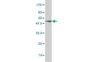 Western Blotting (WB) image for anti-C-Type Lectin Domain Family 4, Member E (CLEC4E) (AA 1-219) antibody (ABIN565251)