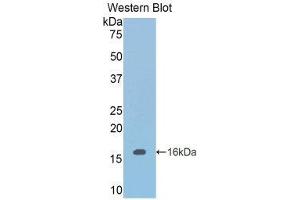 Western Blotting (WB) image for anti-Inhibin, beta B (INHBB) (AA 297-411) antibody (ABIN1078190)