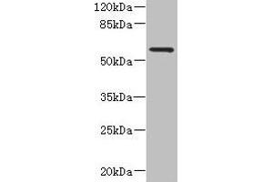 Western blot All lanes: FCRL4 antibody at 6 μg/mL + 293T whole cell lysate Secondary Goat polyclonal to rabbit IgG at 1/10000 dilution Predicted band size: 58, 57 kDa Observed band size: 58 kDa