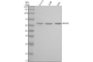 Western blot analysis of HNF-4-Alpha using anti-HNF-4-Alpha antibody (ABIN7605144).
