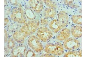 Immunohistochemistry of paraffin-embedded human kidney tissue using ABIN7156772 at dilution of 1:100 (IL11RA Antikörper  (AA 30-290))