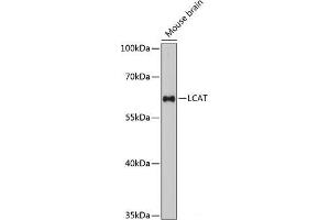 Western blot analysis of extracts of Mouse brain using LCAT Polyclonal Antibody at dilution of 1:3000. (LCAT Antikörper)