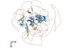 RIMS2 Protein (AA 1-1530) (His tag)