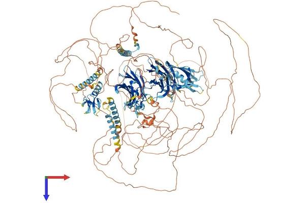 RIMS2 Protein (AA 1-1530) (His tag)