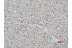 Immunohistochemistry (IHC) analysis of paraffin-embedded Mouse Kidney Tissue using Mas1 Polyclonal Antibody. (MAS1 Antikörper)