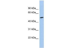 NKD1 antibody used at 1 ug/ml to detect target protein. (NKD1 Antikörper)